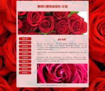 蔷薇科蔷薇属植物-玫瑰 10页面 <font color='red'>花卉</font>植物科普 