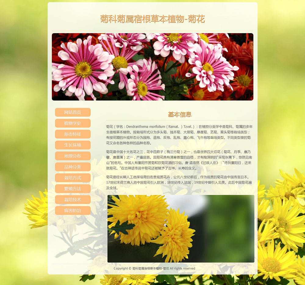 菊科菊属宿根草本植物-菊花 10页面 中国十大名花 植物<font color='red'>花卉</font>科普系列 