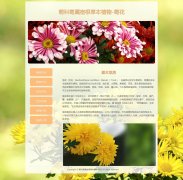 菊科菊属宿根草本植物-菊花 6页面 中国十大名花 植物<font color='red'>花卉</font>科普系列