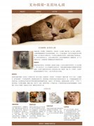 宠物猫猫-英国短毛猫 4页面 HTML5 动物宠物主题