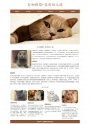 宠物猫猫-英国短毛猫 6页面 HTML5 <font color='red'>动物</font>宠物主题