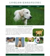 犬科哺乳动物-宠物狗拉布拉多猎犬 4页面 HTML5 动物宠物主题