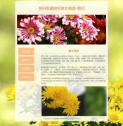 菊科菊属宿根草本植物-菊花 4页面 中国十大名花 植物<font color='red'>花卉</font>科普系列