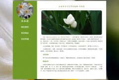 石蒜科多年生草本植物-水仙花 3页面 中国十大名花之一 植物<font color='red'>花卉</font>科普介绍