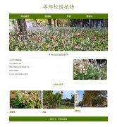 华师校园植物 4页面 学校 蓝猪耳 月季 悬铃木植物介绍 HTML5