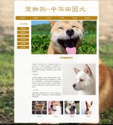 宠物狗-中华田园犬 4页面 宠物动物 土狗 柴狗 HTML5 带背景音乐 JS图片轮播特效 滚动文字 鼠标经过图片