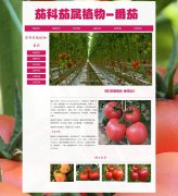 茄科茄属植物-番茄 6页面 西红柿<font color='red'>水果</font>蔬菜 HTML5 带背景音乐 JS图片轮播特效 滚动