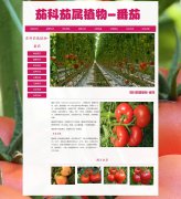 茄科茄属<font color='red'>植物</font>-番茄 12页面 西红柿水果蔬菜 HTML5 带背景音乐 JS图片轮播特效 滚